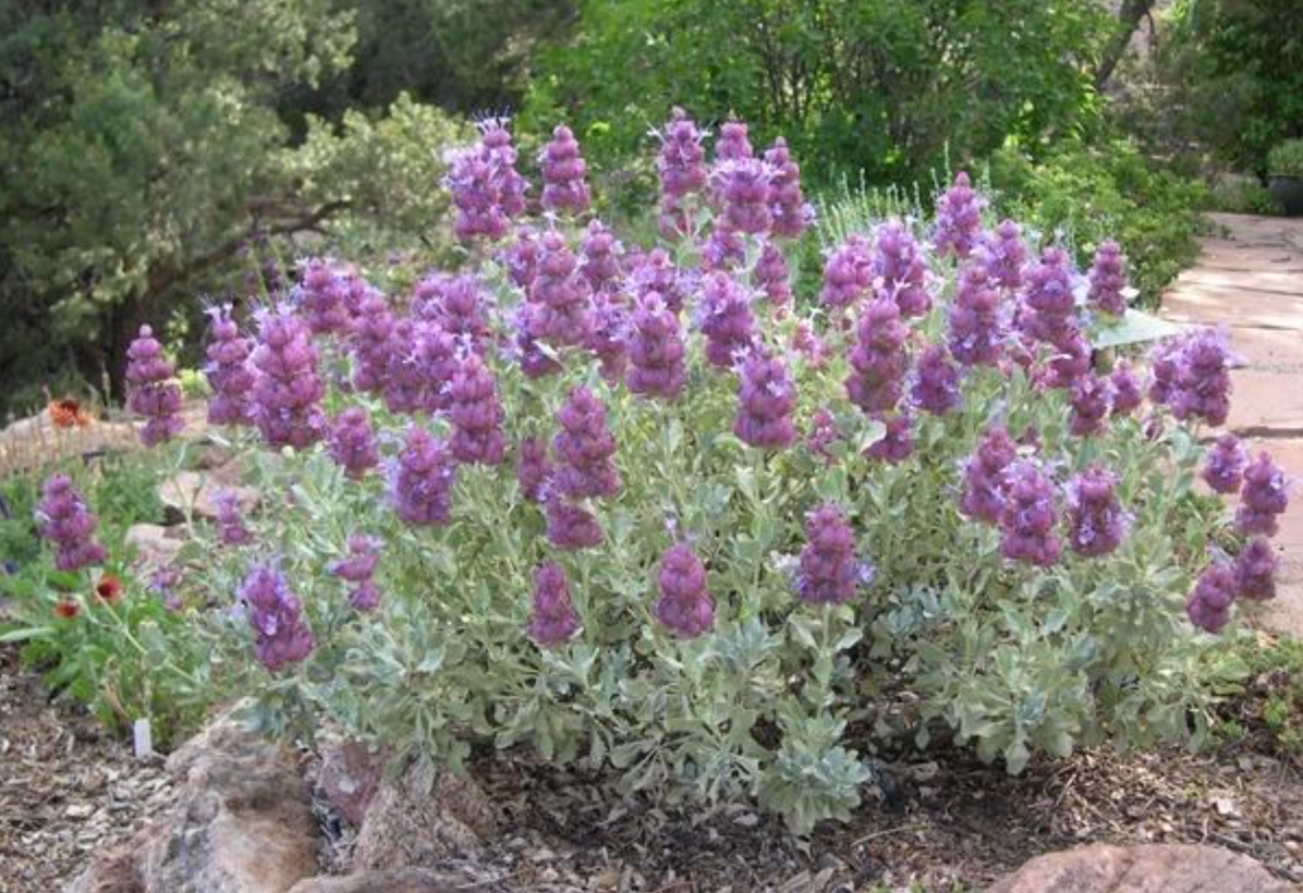 Salvia pachyphylla. Шалфей толстолистный ( Salvia pachyphylla. Шалфей в открытом грунте. Шалфей многолетний посадка.