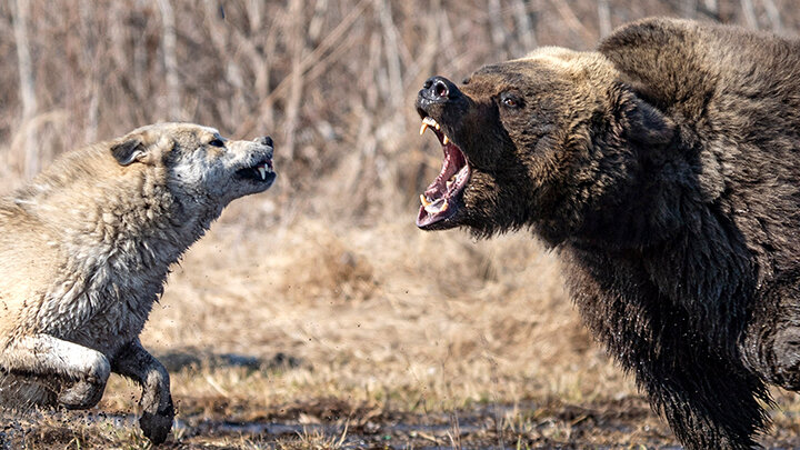 ФОТО: SUVOROV_ALEX/ SHUTTERSTOCK.COM 