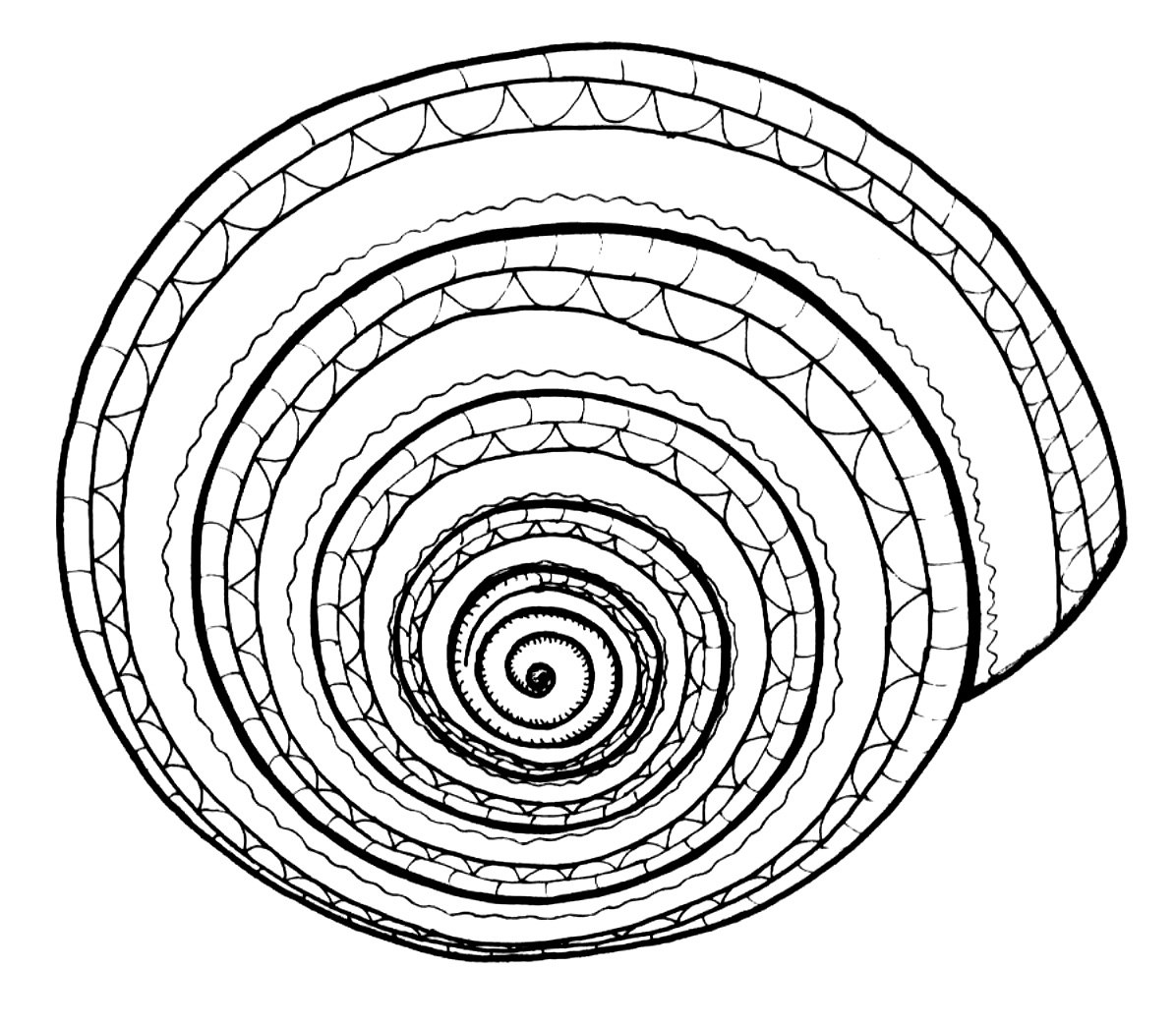 Мандала спирали 1.