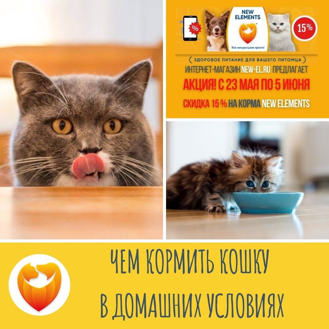 Чем кормить кошку в домашних условиях | New Elements | Дзен
