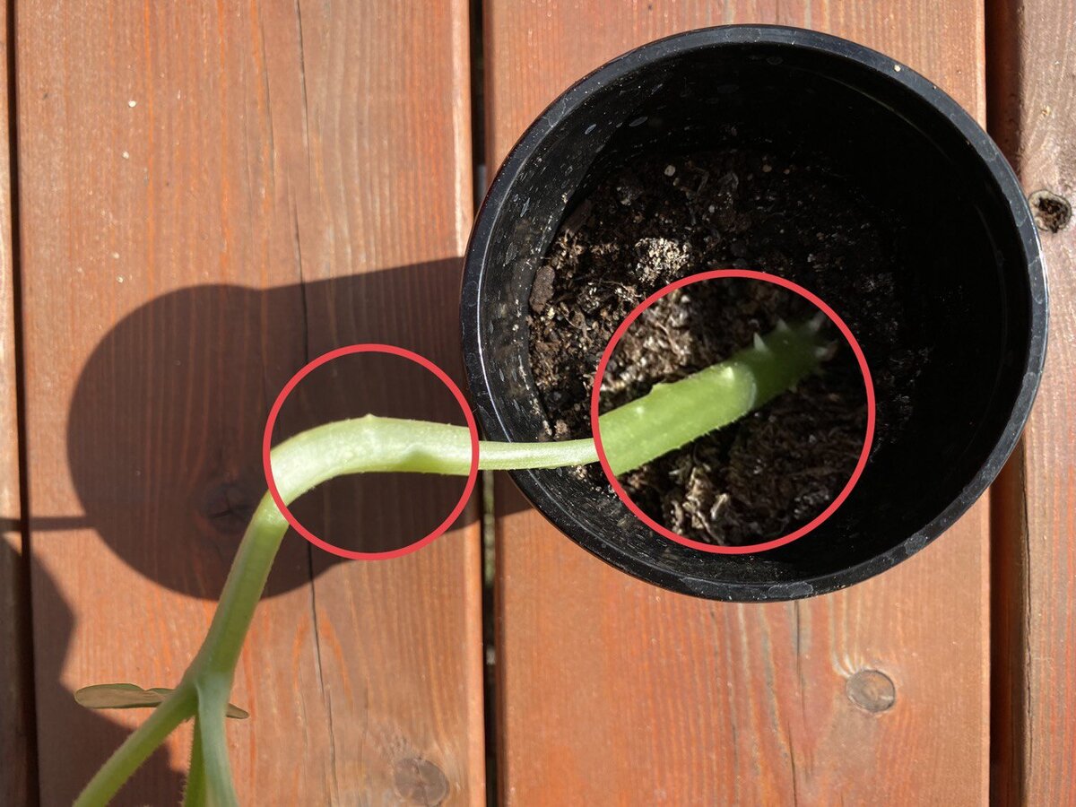 Корневые бугорки