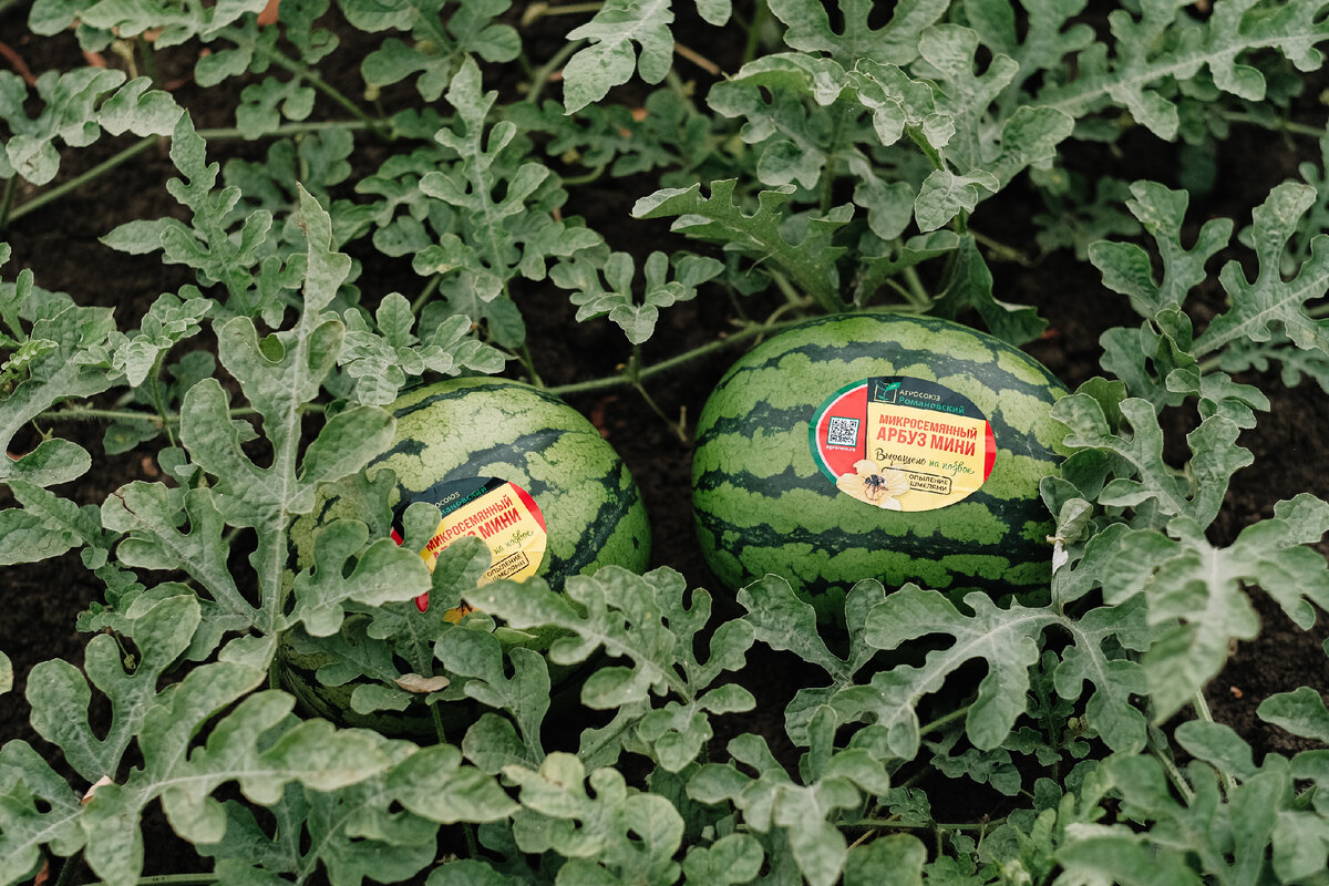 Выращивание арбузов на Кубани