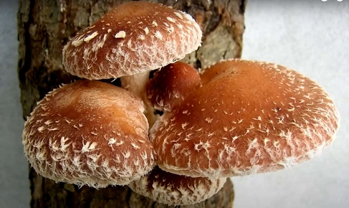 Фото с канала «Юрий Андреевич Фролов»