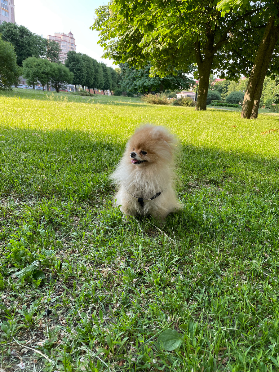 Наша яркая кукла и хулиган 