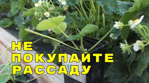 не покупайте рассаду клубники в большом количестве, ее легко и быстро размножить своими руками