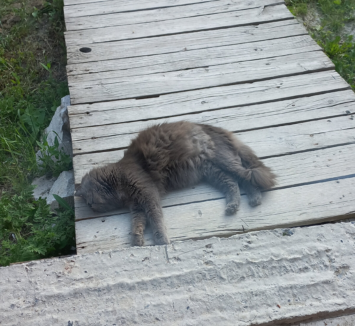 Пузатое чудо, ждём теперь котят.