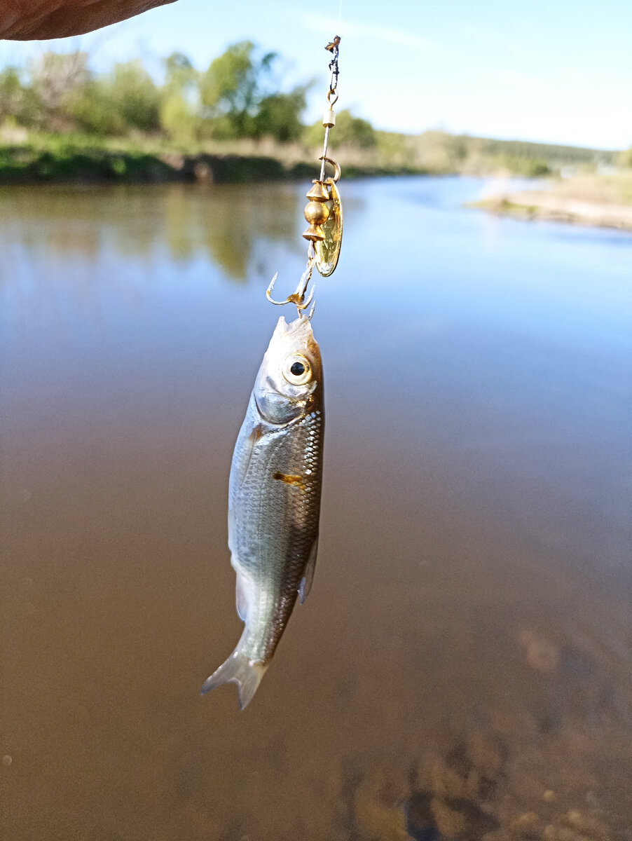 Хто ты рыб огромный???