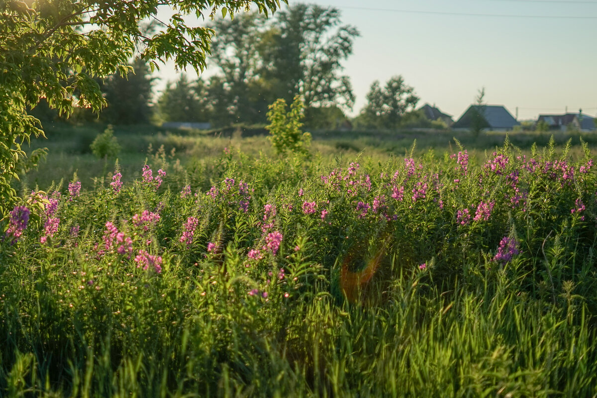 Пыльца с Иван чая цвет