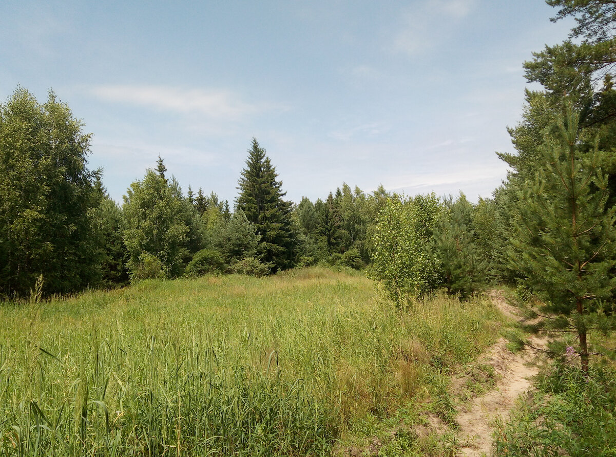 Царь елка. Фото автора.