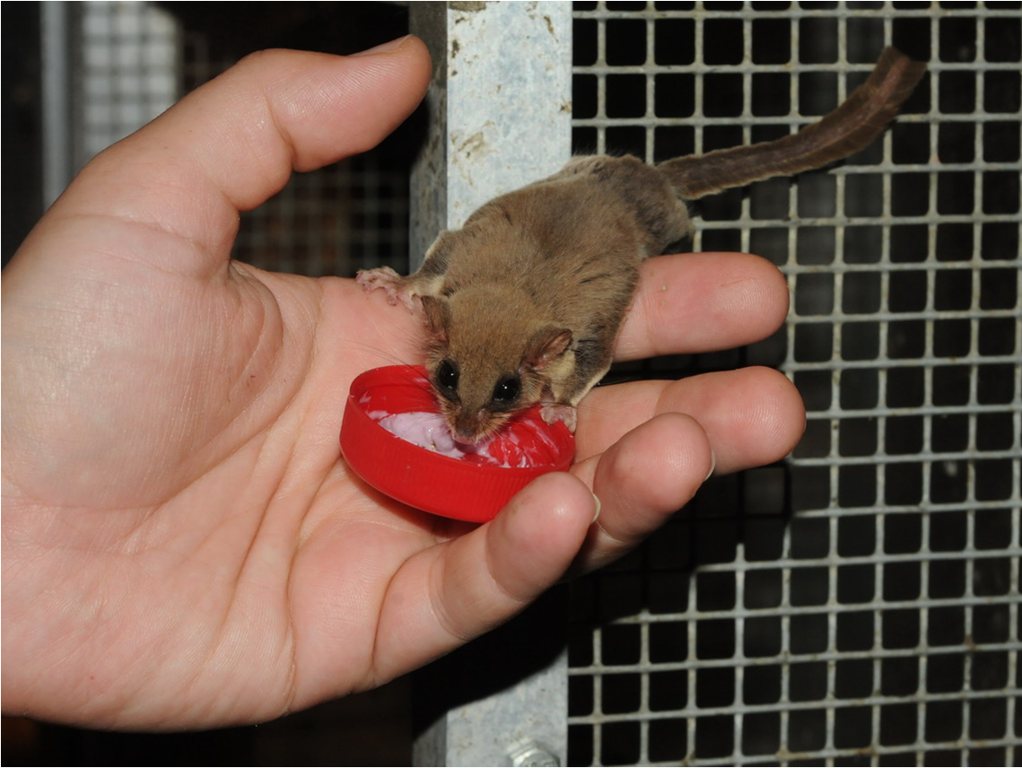 На фото: карликовая сумчатая летяга (Acrobates pygmaeus)