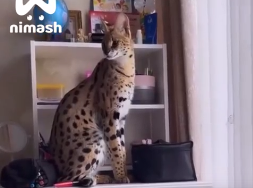    В Борских лесах нашли африканского хищника в Нижегородской области Вадим Андрюхин