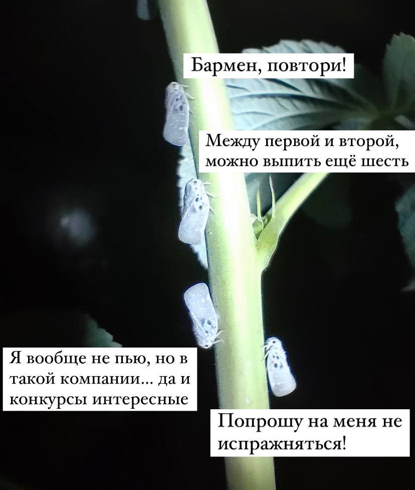 Вредитель садов и огородов - цикадка белая