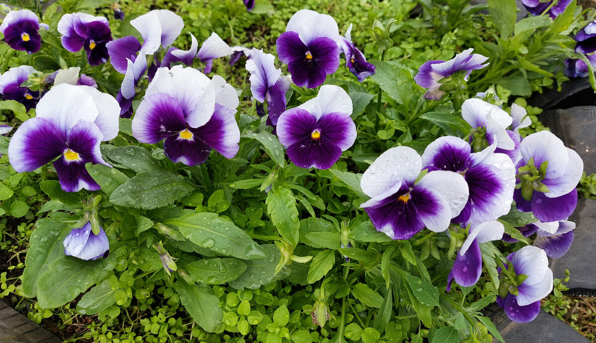 У нас в полисаднике, возле терраски, растут голубые анютины глазки...(@ З. Александрова "Анютины глазки")