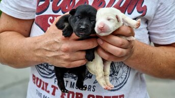 💔Новорожденные щенки ждали смерти в коробке | Но что с ними произошло потом?😲Saving newborn puppies