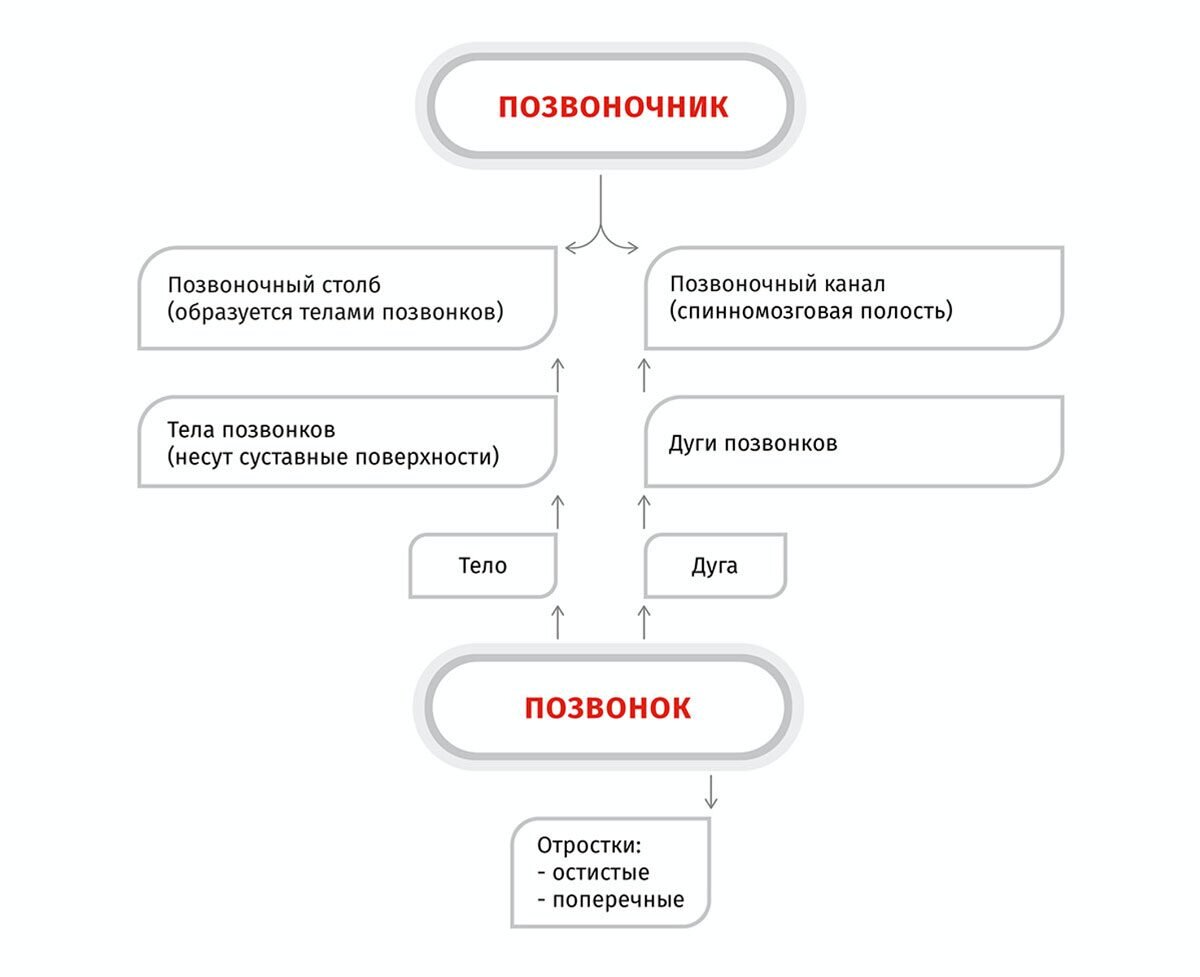 Позвоночный столб у собаки. | DianaFriendDog | Дзен