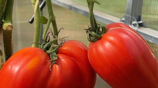 Зеленый Огород | 🍅Томат ГРЕБЕШКИ КРАСНЫЕ #shorts #томаты | Дзен