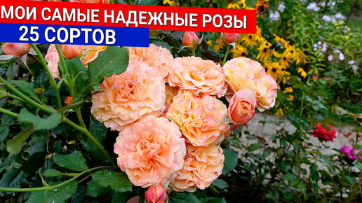 Download Video: Мои самые надежные розы - 25 сортов