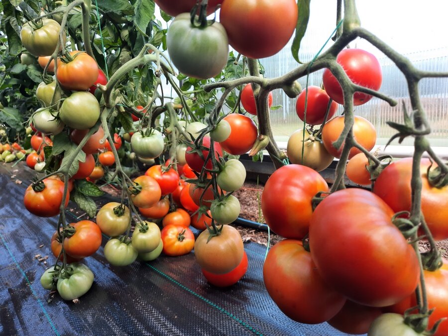 Описание внешнего вида помидора Провансаль