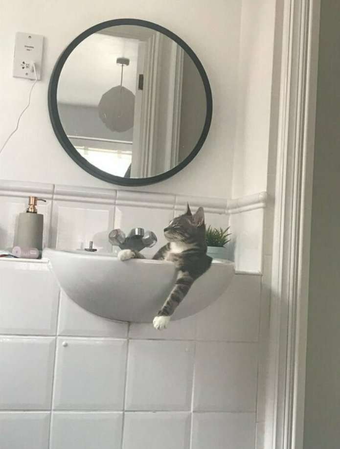 Как они могут так спать? 10 фотографий котов, которые уснули в необычных позах