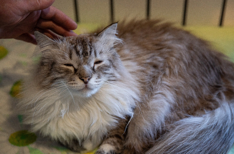 🙀Правда ли, что от вакцинации у кошки может развиться саркома и почему ...