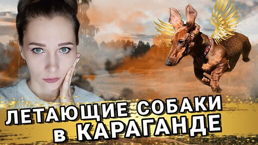 Жизнь в Казахстане | Крылатые собаки | Влог