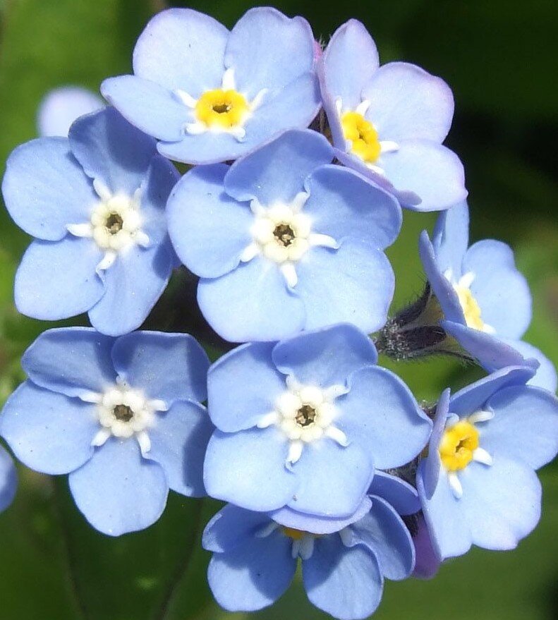 Милая НЕЗАБУДКА: разновидности и советы по выращиванию. | Агрофирма ...