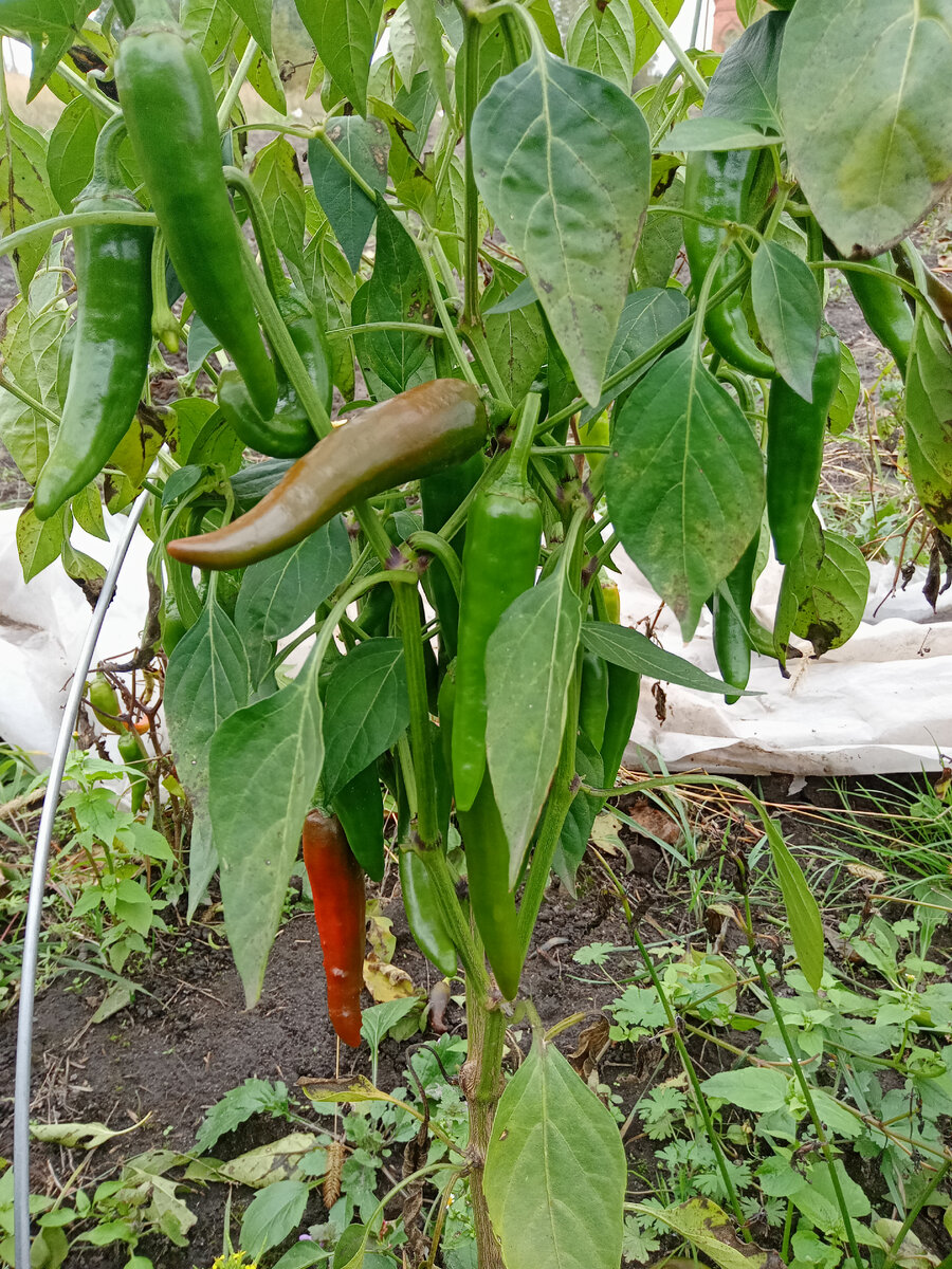 Фото автора перец