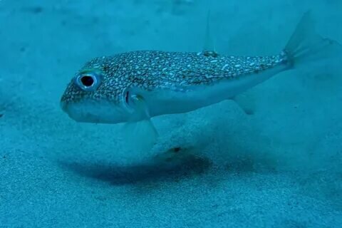 Это японский иглобрюх 🐡🐡🐡