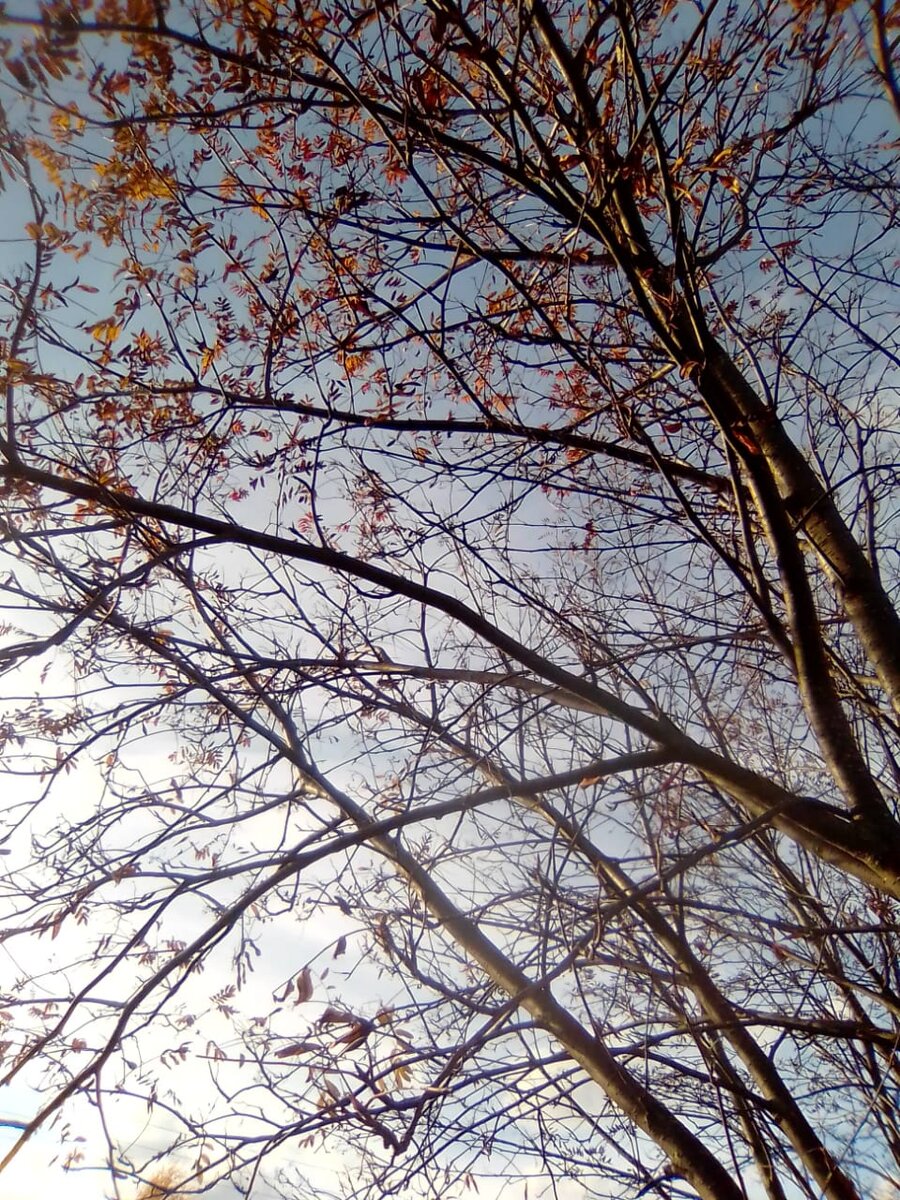 И настроение осеннее, грустное...Рябина в огороде едва удерживает последние листья...