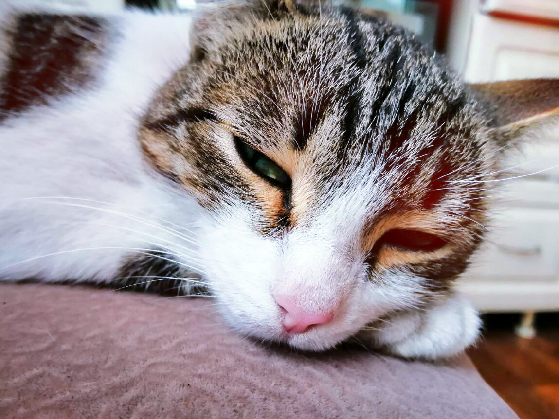 Её зовут Тоська. 