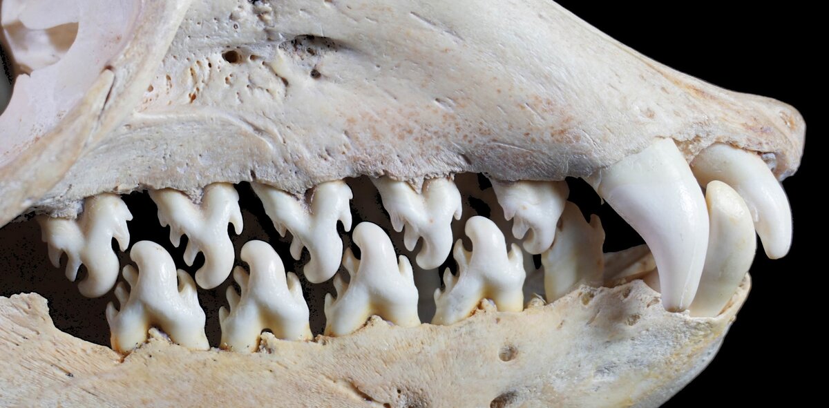 Как у животных появились зубы?