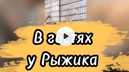 Хвостатое счастье дзен буся и баня Хвостатое счастье дзен буся и баня