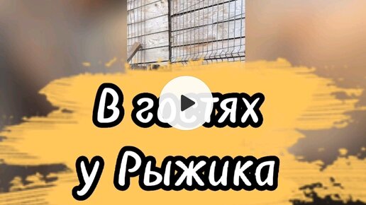 В гостях у Рыжика 🐶