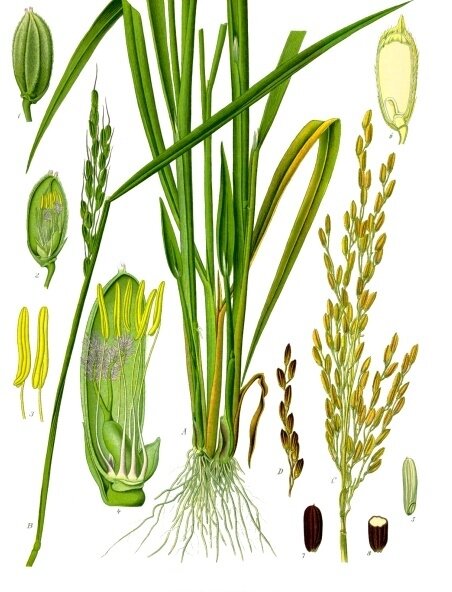 Наиболее распространённый рис посевной (Oryza sativa).