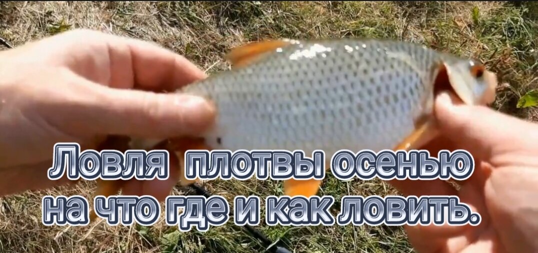 Ловля плотвы осенью на что где и как ловить. Учимся Рыбачить вместе. Дзен