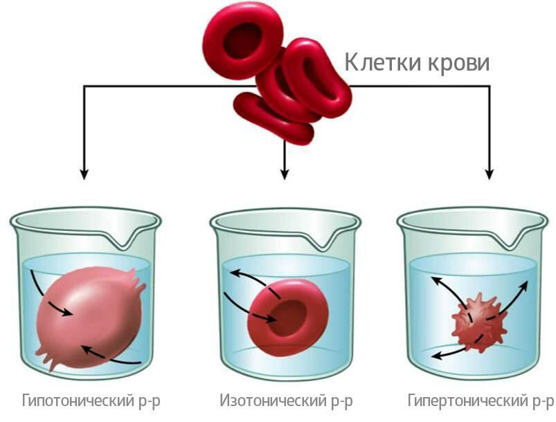 Клетка крови в растворах разной концентрации 