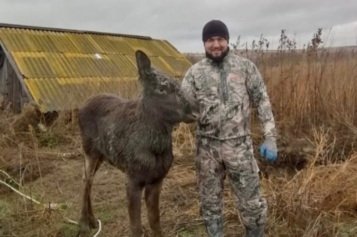 Лось в Самарской области