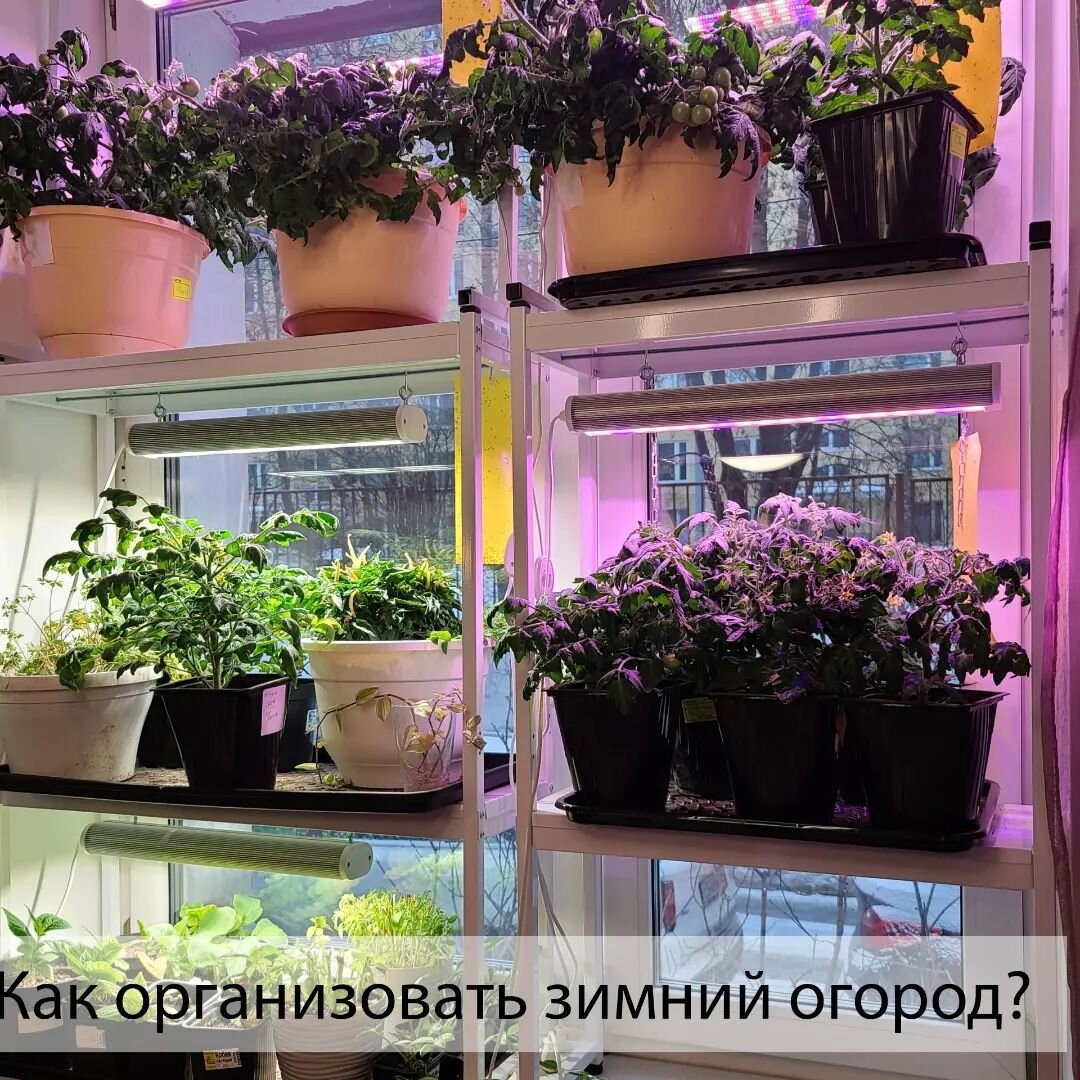 Покупка качественного семенного материала