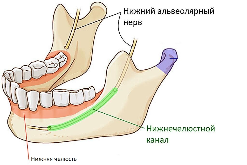 Зубные нервы нижней челюсти схема