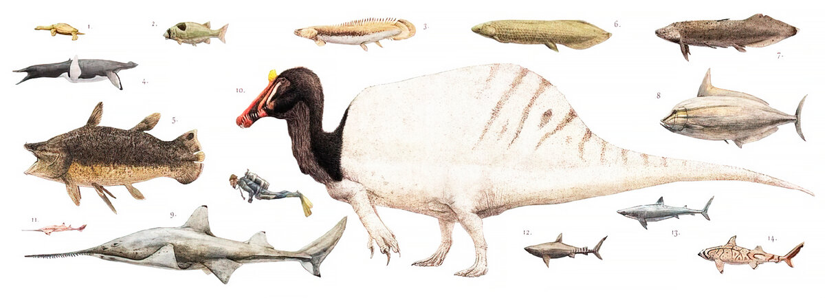 Спинозавр. Крупнейший загадочный хищный динозавр. Интересные факты про динозавра