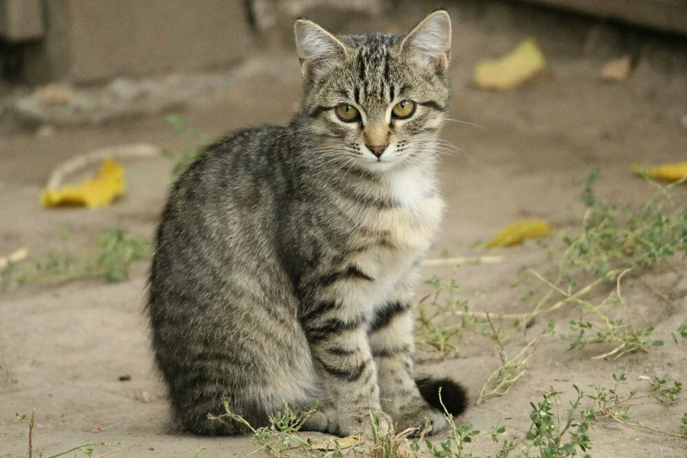 Серая полосатая кошка беспородная. Полосатый кот беспородный. Дворовая беспородная кошка. Полосатые кошки беспородные.