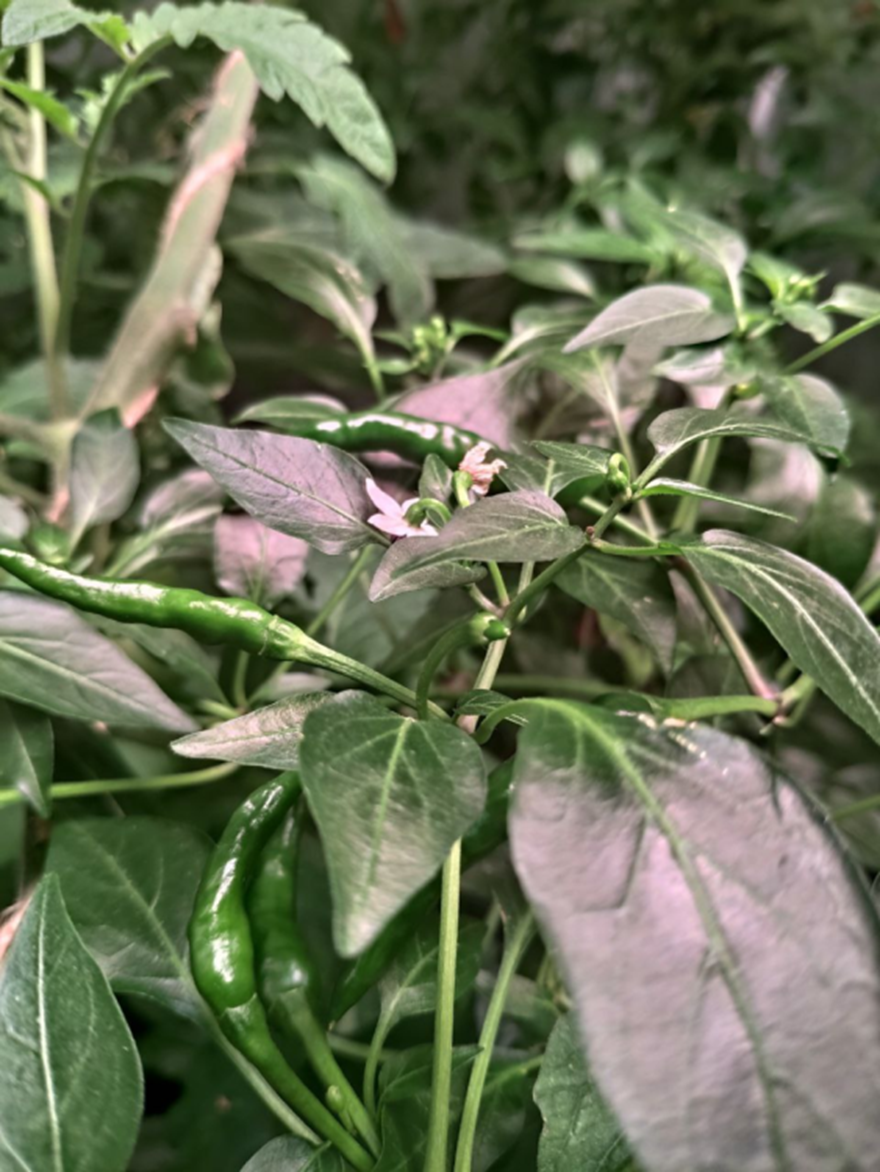 Всем Доброго дня! А вот и новости Фиолетового блога🙃 Пришло время сделать краткий обзор того, как сейчас поживают наши растишки на площади 1,36м2. А вот что бывает если проморгать рост пасынка.-8