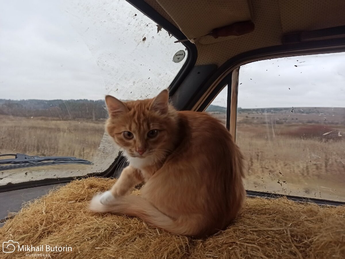 Рыжик оценил паклю.