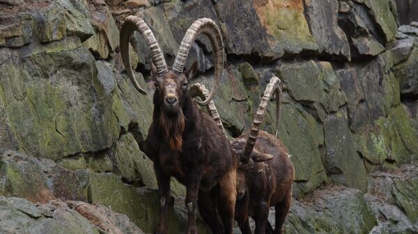   © Sputnik / Екатерина Чеснокова