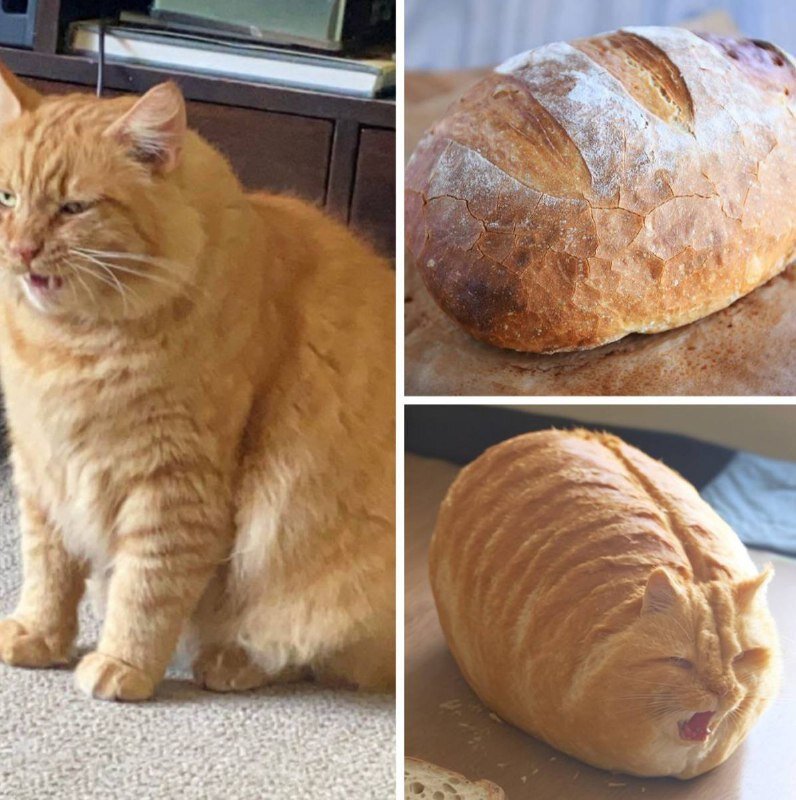    Кот-батон и ЧебуШрек: Midjourney научилась объединять изображения. Как опробовать?