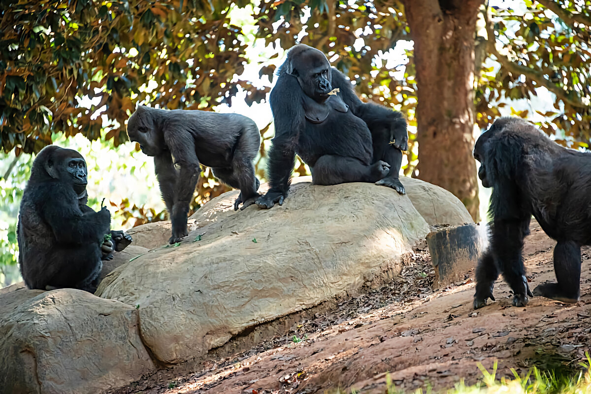 Hi zoo. Шимпанзе горилла Жираф. Человекообразная обезьяна в Тайланде. Бюст шимпанзе. Monkey at the Zoo.