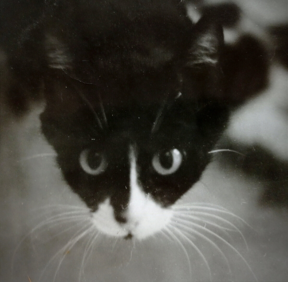 Вот такая Миледи