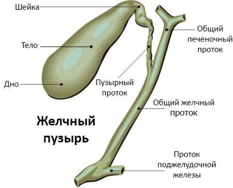 Как нормализовать работу печени и желчного пузыря?