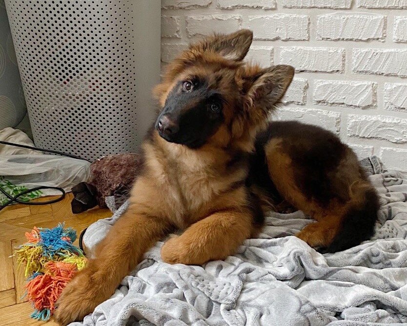 Причины грызения щенками и прилегания пса к ногам: все, что вы хотели знать о поведении ваших собак [Собаки Dogs]