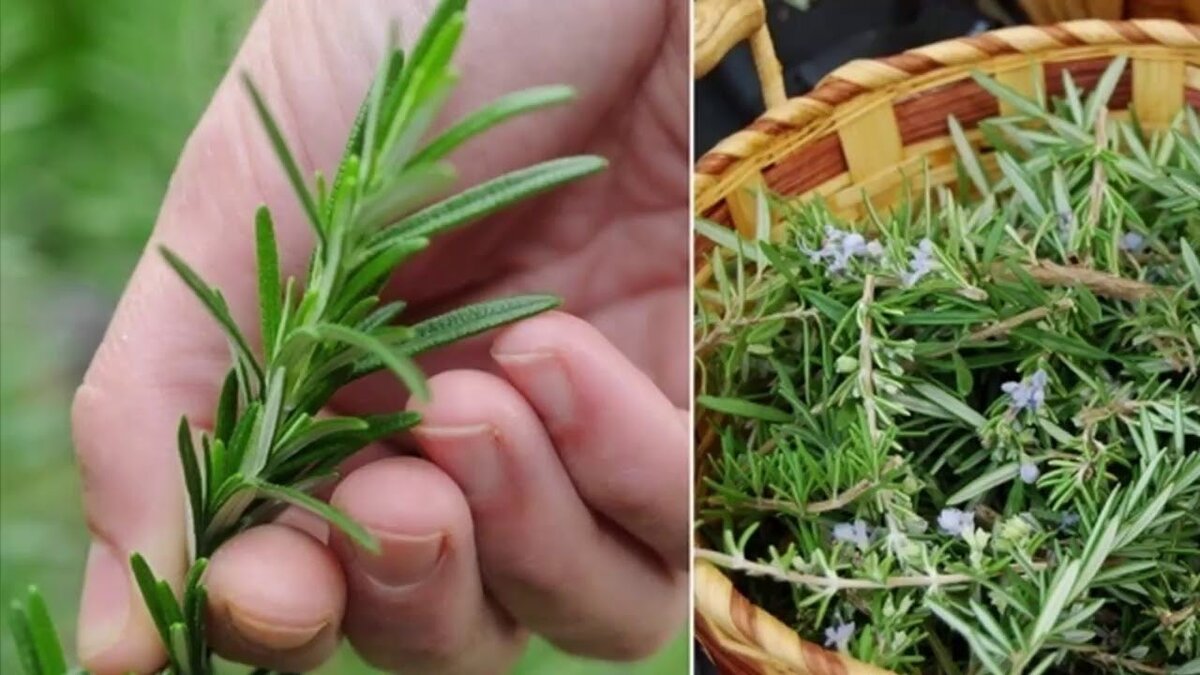 Розмарин богат витаминами группы В, витамином А, аскорбиновой кислотой. 